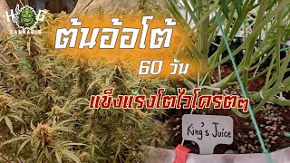 ต้นกัญชาสายพันธุ์ออโต้ ทำยังไงให้โตไวแบบนี้ !! HG × Gati