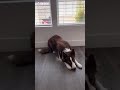 amazing border collie の動画、YouTube動画。