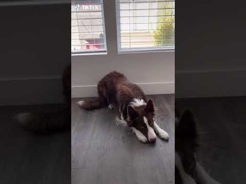 Video: Care este un border collie?