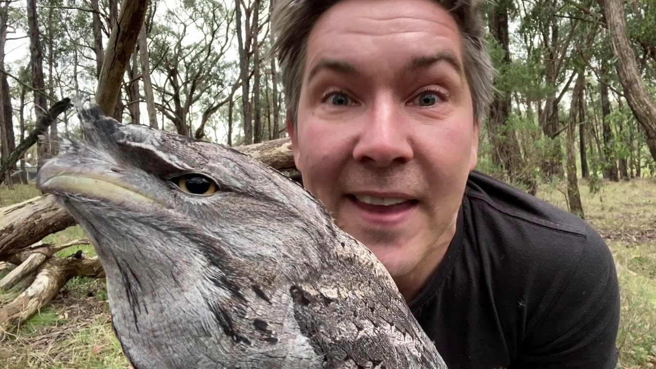 Manningham's Backyard Biodiversity: Tawny frogmouth