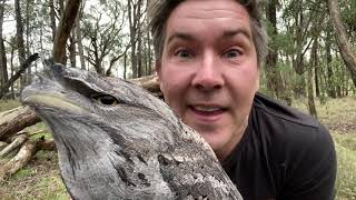 Manningham's Backyard Biodiversity: Tawny frogmouth