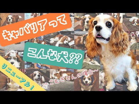 《 ﾘﾆｭｰｱﾙ 》キャバリアってこんな犬？？こむぎさんをベースにキャバリアについてご紹介！