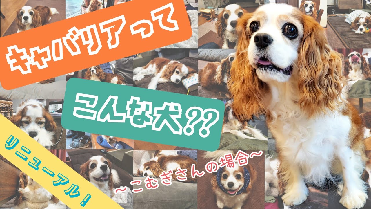 【ﾘﾆｭｰｱﾙ 】キャバリアってこんな犬？？こむぎさんをベースにキャバリアについてご紹介！