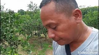 Wisata Kebun Jeruk Desa Air Talas Kabupaten Muara Enim Provinsi Sumatera Selatan..