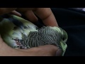 My little baby budgie loves getting adored and sleep