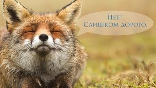 Дорого ли снимать виллу. Гоавилла