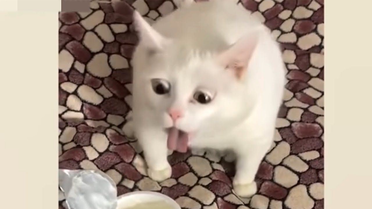 猫好き必見 おもしろ犬 猫 動物のハプニング集 Youtube