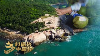 海南文昌：如何挑出好椰子？敲一敲、拍一拍！“椰子之乡”年产7000多万个椰子，产值达25亿元 「乡村振兴中国行」| 财经风云