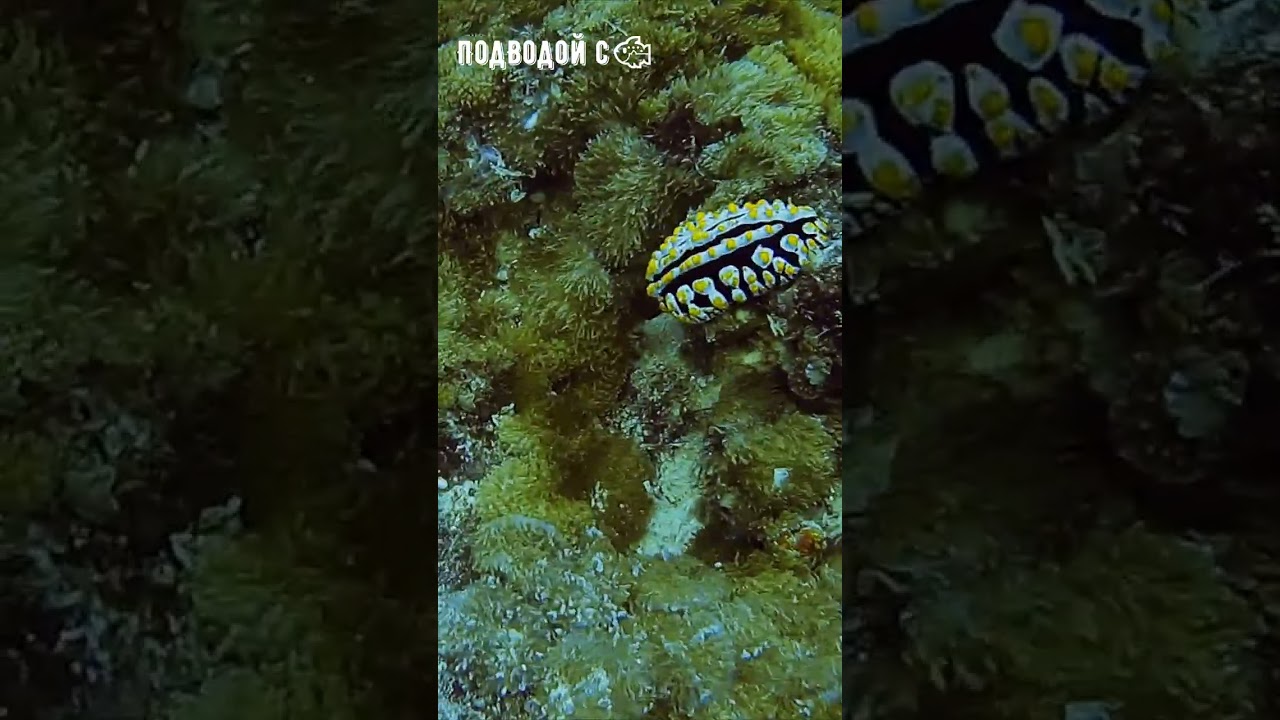 graceful brightly coloured sea slug - Phyllidia Varicosa  