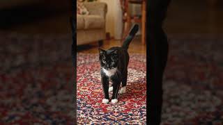 viral cat dance 💃🐈 #cutecat #catshorts #funnycat #cat #catdance