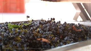 BODEGA Y FINCA LOS COROS - SAN LUIS/ARGENTINA