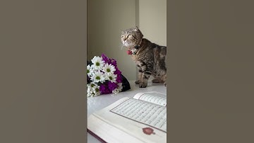 تلاوة من سورة الطور || بدر البشر