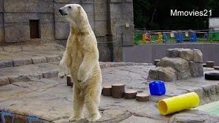 なんだ？このニオイ・・立ち上がるデナリ~Polar Bear stands up