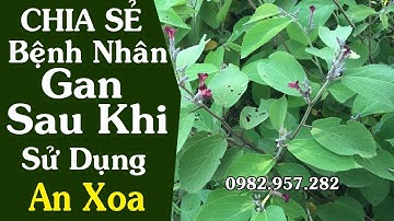 Cây An Xoa - Kết quả bất ngờ Sau khi sử dụng cây An Xoa Bệnh nhân gan