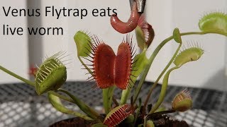 Venus FlyTrap Eats Worm