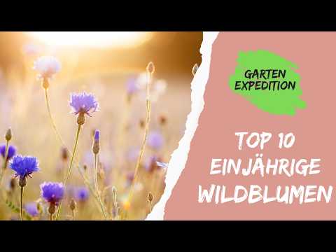 Top 10 einjährige