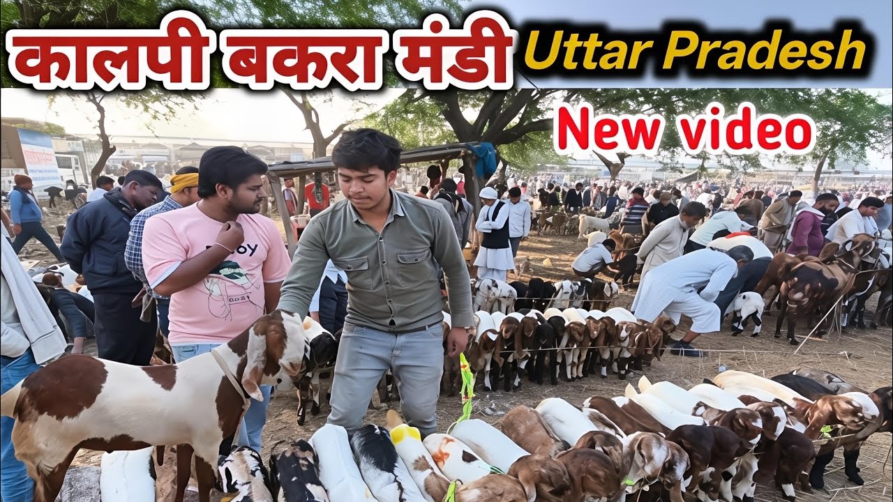 कालपी बकरा मंडी 24/02/26 Kalpi Bakra Mandi live update Uttar Pradesh #bakramandi #goat