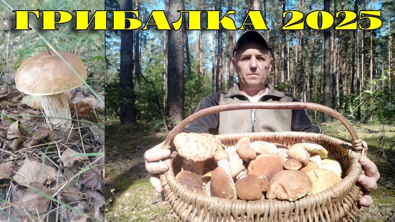 ЗБИРАЮ ГРИБИ НЕДІЛЬНОГО РАНКУ. 3.08.2025Р.БІЛІ ГРИБИ, ПІДОСИЧНИКИ....