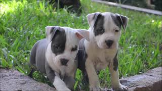 Filhotes de American Staffordshire Terrier