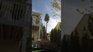 "Dwarf" Spruce Removal Time Lapse