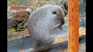 видео: ПЛОХО РАСТУТ НУТРИИ + ОТВЕТЫ НА ВОПРОСЫ. картинка: ПЛОХО РАСТУТ НУТРИИ + ОТВЕТЫ НА ВОПРОСЫ.