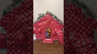 Teddy wrapped EVERYTHING for Christmas!