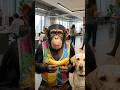 🐵Bandar Ki Secret Investment 🍌Salary Nahi Aayi Phir Bhi Rich Ban Gaya! #shorts #shortsfeed #viral