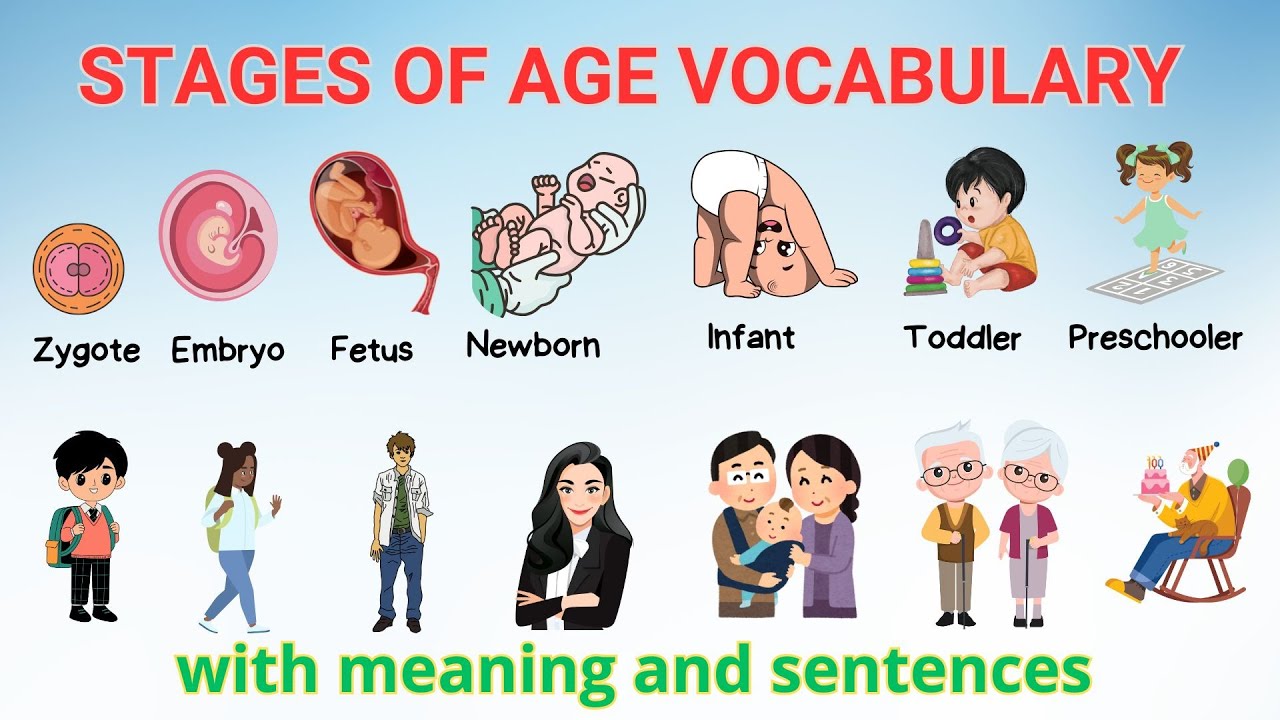 Lesson 185: 🌱 Age Stages Vocabulary: From Baby to Senior 👶👴 - Learn New Words!