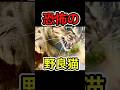 【愛猫ピンチ】恐怖の野良猫現る #shorts