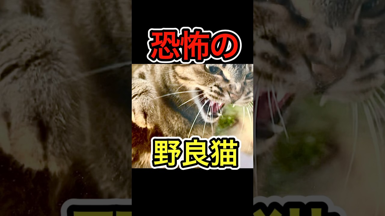【愛猫ピンチ】恐怖の野良猫現る #shorts