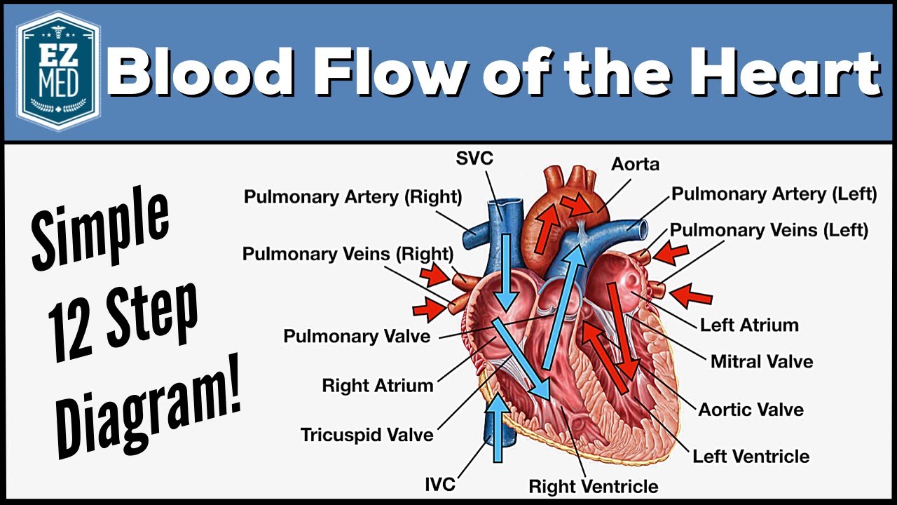 Human’s heart is an amazing organ. Heart Blood Flow Simple Anatomy Diagram Cardiac Circulation Pathway Steps Ezmed