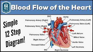 Blood Flow Through the Heart [Made Easy]  Cardiac Circulation Animation