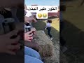 السعودية ضحك Explore Shorts تحديات مقالب Foryou Fyp Short اكسبلور ثور Bullfight Fun السعودية ضحك Explore Shorts تحديات مقالب Foryou Fyp Short اكسبلور ثور Bullfight Fun