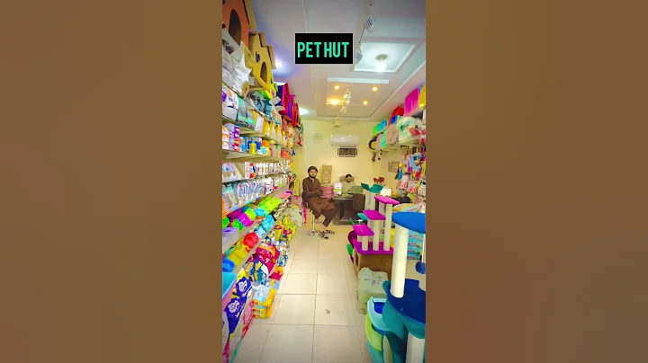 Watch the video about Pet hut Cat & dogs accessories avail cute persian kitten blue eyes Talha pet shop #talhapets #cat