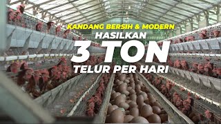 Cara Memulai Usaha Ayam Petelur Modal Kecil. 