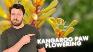 When Will Your Kangaroo Paws Bloom, and for How Long?