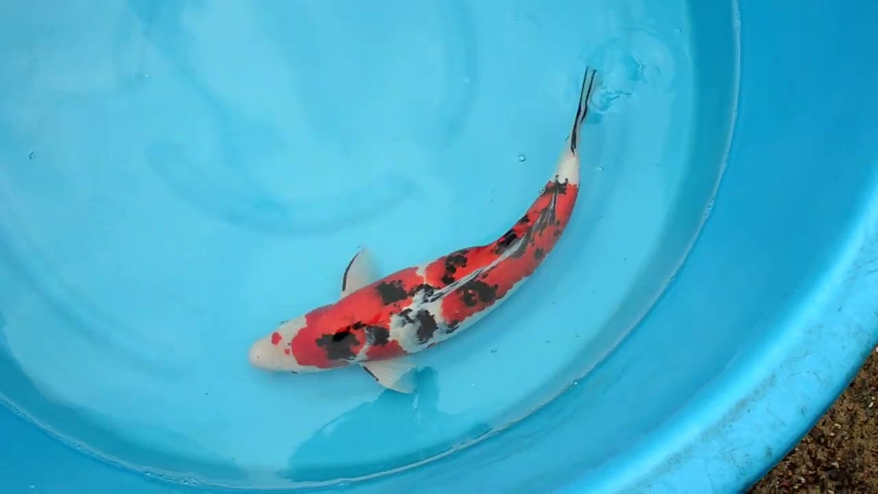 23054 Sanke 54cm 21in £550