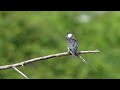 North American Belt Kingfisher perches and preens high on a fallen tree
