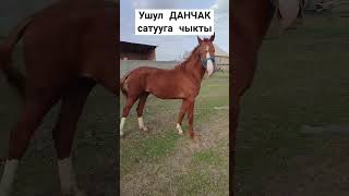 Ээсинин байланыш номери 0704245757 #жалал_абад #кыргызстан