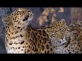 The Amur Leopard | Planet Earth | BBC Earth