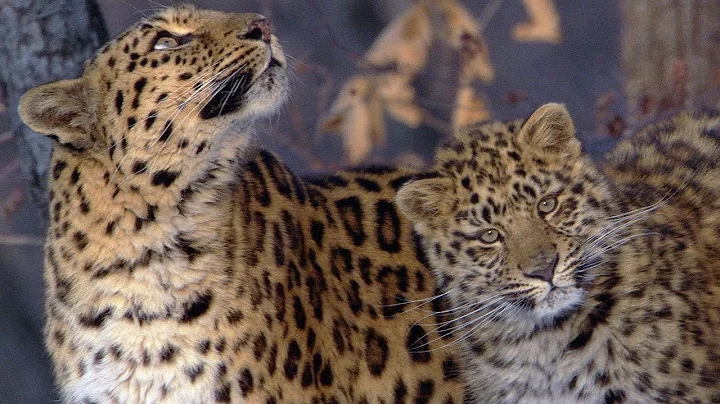 The Amur Leopard | Planet Earth | BBC Earth - DayDayNews