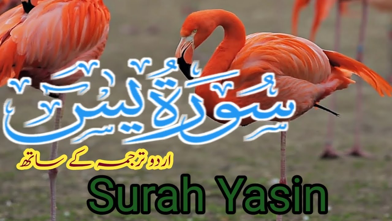 Surah Yasin (Yaseen) | Ep-29 | Surat Yaseen (Yasin) | سورہ یاسین ...