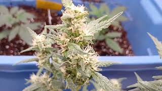 Getting closer to Harvest day! Sour Jealousy update