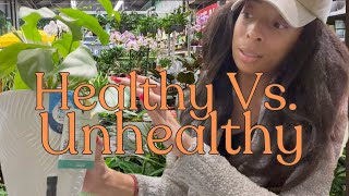 Find the BEST Plants at Big Box stores - Home Depot, Lowes, Target and Walmart #bigboxplantshopping