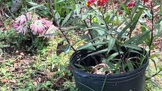 Monarch butterfly laying eggs on the monarch butterfly milkweed plant