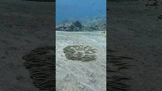 Striped Eel Catfish Stiring up the Sandy Bottom in Search For Food 🍴#shorts #fish #scubadiving #4k