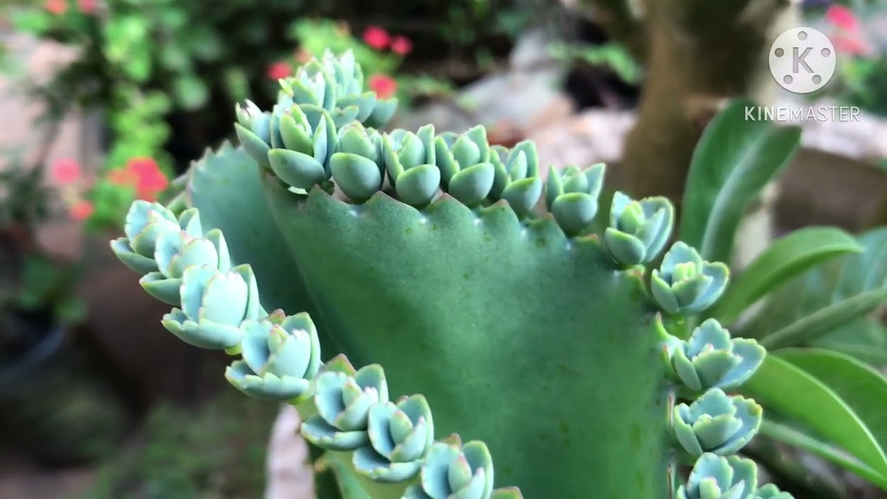 Kalanchoe Daigremontiana
