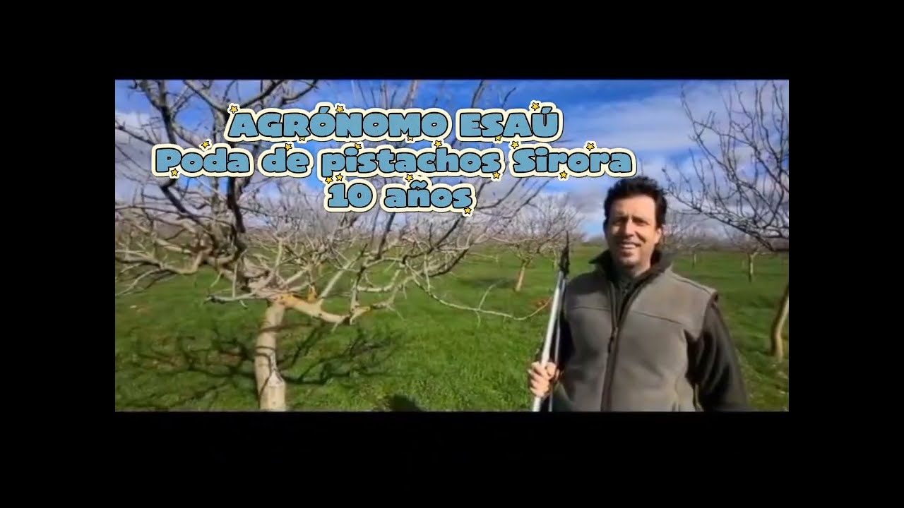 Podando pistachos de Sirora en La Mancha con el ingeniero Esaú 
