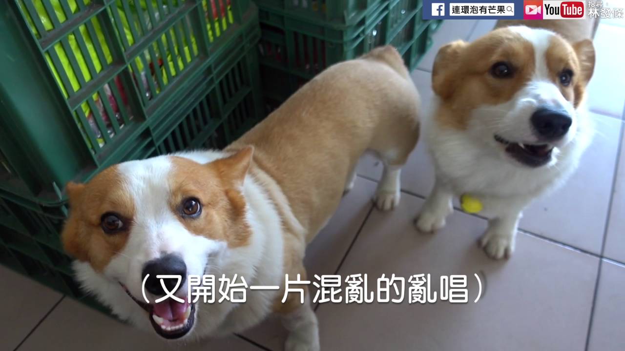 [連環泡]連環泡合唱團