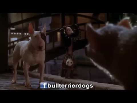 Babe el cerdito en la ciudad - Bull Terrier Pirata (Audio Latino)